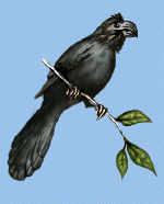 Groove-billed
