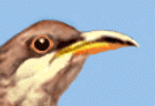head and beak
