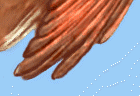 wing feathers